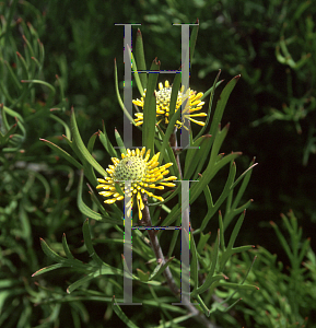 Picture of Isopogon anemonifolius 