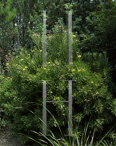 Picture of Isopogon anemonifolius 