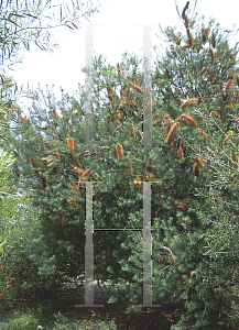 Picture of Banksia  'Giant Candles'