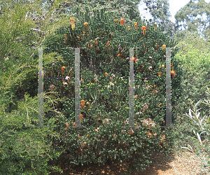 Picture of Banksia ericifolia 