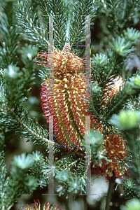 Picture of Banksia ericifolia 