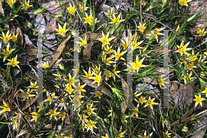 Picture of Conostylis seorsiflora 