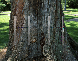 Picture of Eucalyptus macarthurii 