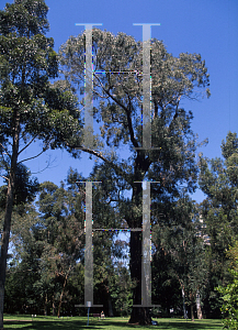 Picture of Eucalyptus macarthurii 