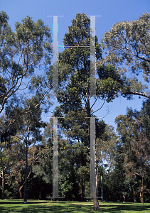 Picture of Eucalyptus muelleriana 