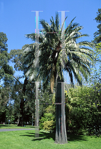 Picture of Jubaea chilensis 