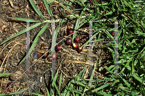 Picture of Jubaea chilensis 