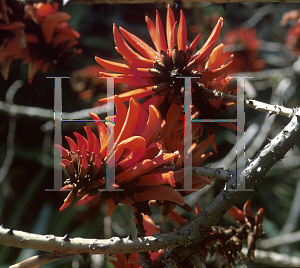 Picture of Erythrina secundiflora 