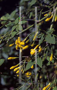 Picture of Jasminum humile 