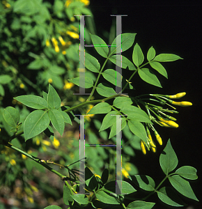 Picture of Jasminum humile 