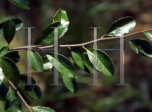 Picture of Bumelia reclinata 