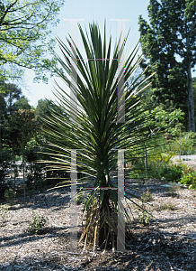 Picture of Cordyline australis 