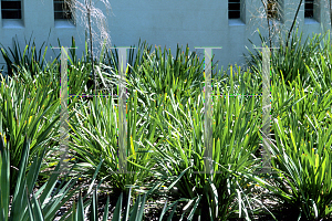 Picture of Lomandra longifolia 