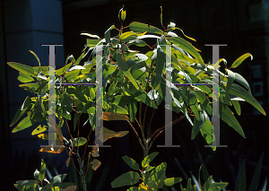 Picture of Eucalyptus gregoriensis 