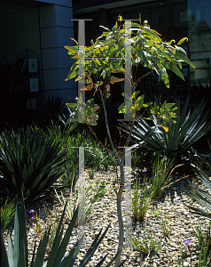 Picture of Eucalyptus gregoriensis 