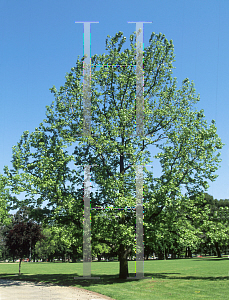 Picture of Liquidambar styraciflua 