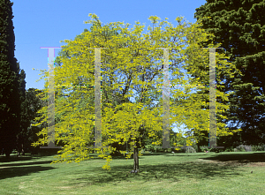 Picture of Gleditsia triacanthos f. inermis 'Sunburst'