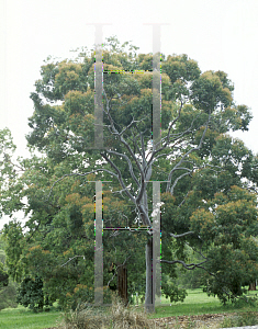 Picture of Angophora cordifolia 