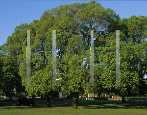 Picture of Ulmus procera 