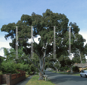 Picture of Angophora cordifolia 