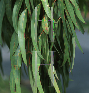 Picture of Angophora cordifolia 