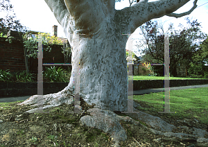 Picture of Angophora cordifolia 