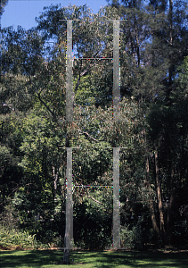 Picture of Angophora cordifolia 