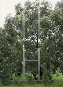 Picture of Eucalyptus melliodora 