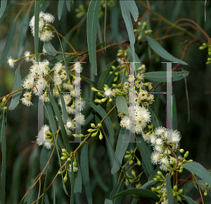 Picture of Eucalyptus melliodora 