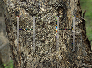 Picture of Eucalyptus melliodora 