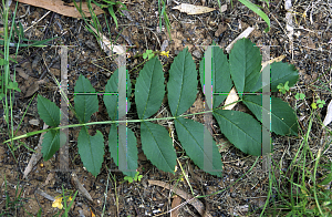 Picture of Fraxinus angustifolia 