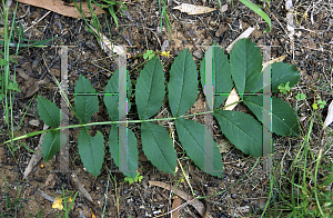 Picture of Fraxinus angustifolia 
