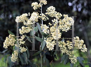 Picture of Eucalyptus polyanthemos 