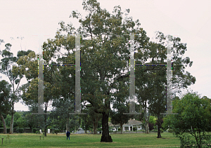 Picture of Eucalyptus conica 