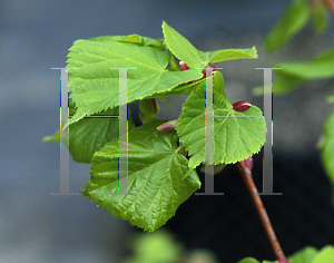 Picture of Tilia cordata 'Winter Orange'