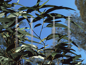 Picture of Eucalyptus globulus ssp. globulus 