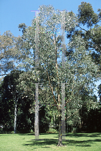 Picture of Eucalyptus obliqua 