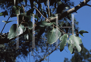 Picture of Eucalyptus obliqua 