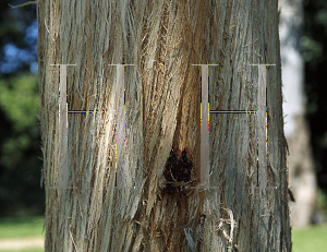 Picture of Eucalyptus obliqua 