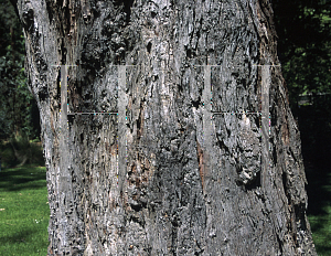 Picture of Eucalyptus rudis 