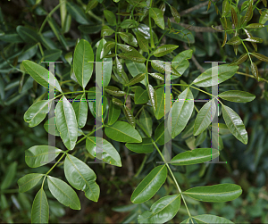 Picture of Flindersia australis 