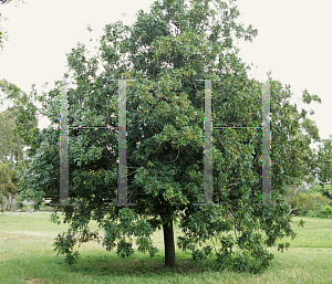 Picture of Dysoxylum fraserianum 