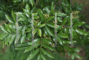 Picture of Dysoxylum fraserianum 