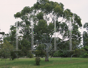Picture of Eucalyptus globulus ssp. maidenii 