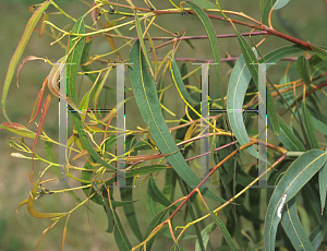 Picture of Eucalyptus globulus ssp. maidenii 