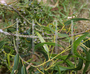 Picture of Eucalyptus globulus ssp. maidenii 