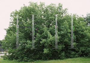 Picture of Quercus canariensis 