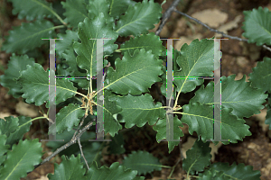 Picture of Quercus canariensis 