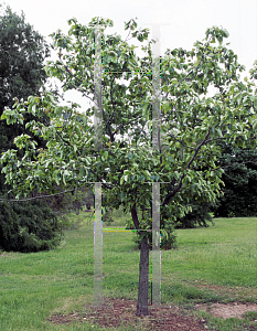 Picture of Pyrus pyrifolia 