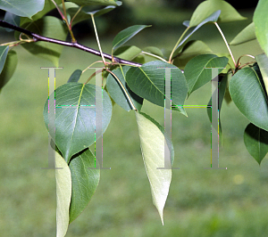 Picture of Pyrus pyrifolia 